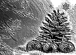 Skamielina