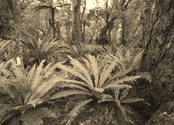 Szary + Sepia