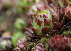 Oryginalny obrazek