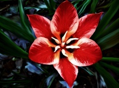 Oryginalny obrazek