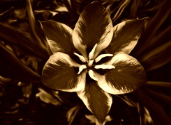 Sepia
