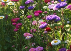 Oryginalny obrazek