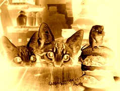 Sepia + Negatyw