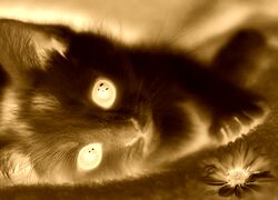 Sepia + Negatyw