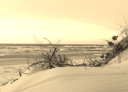 Szary + Sepia