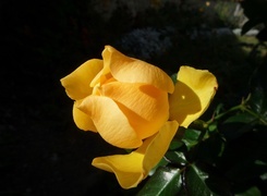 Oryginalny obrazek