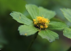 Oryginalny obrazek