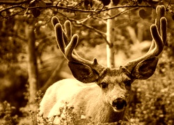 Sepia