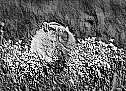 Skamielina