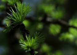 Oryginalny obrazek