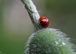 Oryginalny obrazek