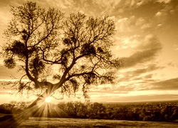 Sepia