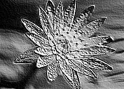Skamielina