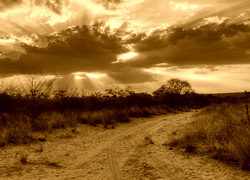 Sepia