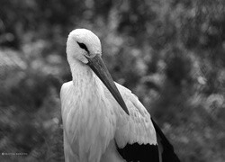 Szary