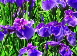 Oryginalny obrazek