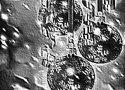 Skamielina