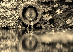 Szary + Sepia