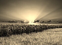 Szary + Sepia