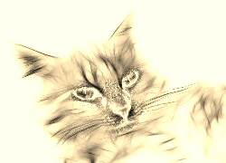 Sepia + Negatyw