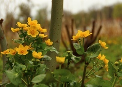 Oryginalny obrazek
