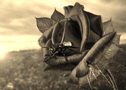 Szary + Sepia