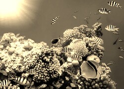 Szary + Sepia