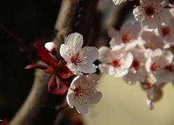 Oryginalny obrazek