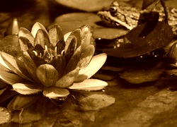 Sepia