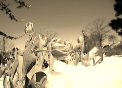 Szary + Sepia