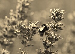 Szary + Sepia