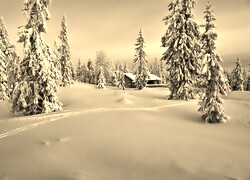 Szary + Sepia