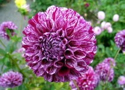 Oryginalny obrazek
