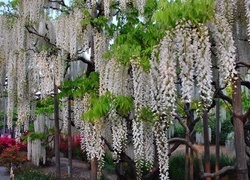 Oryginalny obrazek