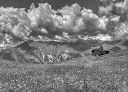 Szary