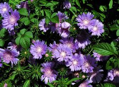 Oryginalny obrazek
