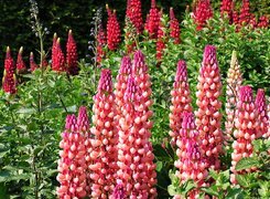 Oryginalny obrazek