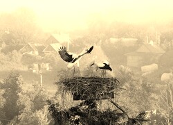Szary + Sepia