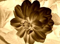 Sepia + Negatyw