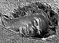 Skamielina