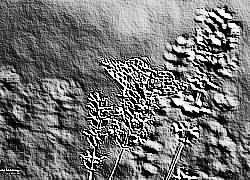 Skamielina