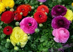 Oryginalny obrazek