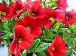 Oryginalny obrazek