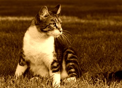 Sepia