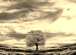 Sepia