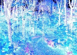 Negatyw
