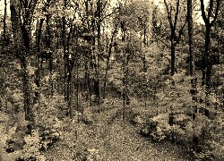 Szary + Sepia