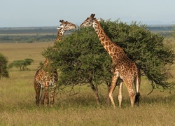 Oryginalny obrazek