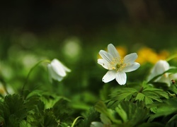 Oryginalny obrazek