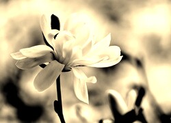 Szary + Sepia